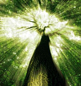 matrix tree